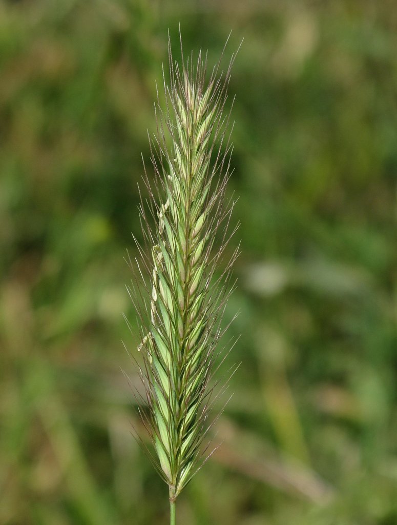 Hordeum secalinum